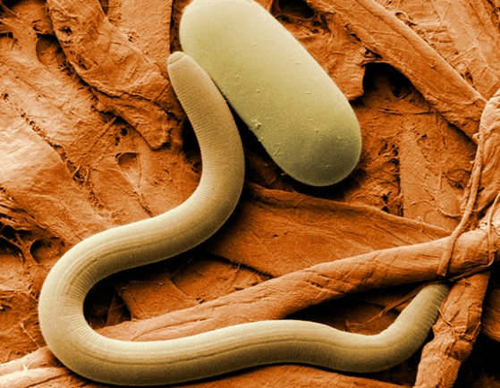 Nematodes