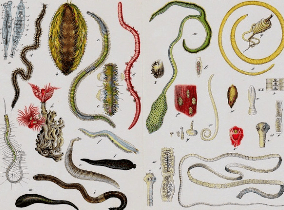 Types of parasites